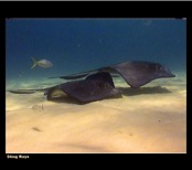 Stingray Picture